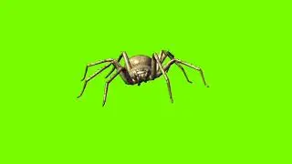 Spider // spider walk // Spider walk right //
