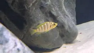 Altolamprologus compressiceps Kilima