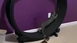 Идея для кота