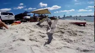 How to catch a seagull at the beach Gopro