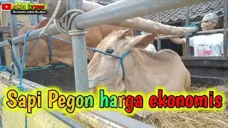SAPI PEGON HARGA EKONOMIS