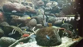Shedd Aquarium