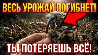 DO THIS URGENTLY! One grain of rice will devour your entire crop: How to defeat the weevil once a...