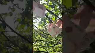 дарахт пул бастай