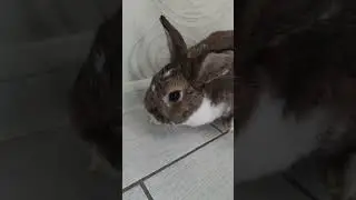Декоративный кролик #shortsvideo #pets #животные #funny #кролик #декоративныйкролик #ушастик