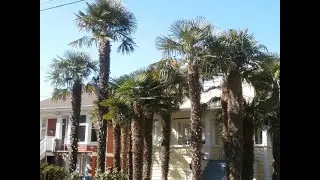 Breaking News! Palm trees grow in Nova Scotia