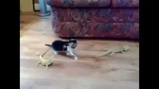 Gattino spaventato impazzisce! DA RIDERE!