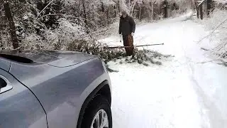 ДЕРЕВО УПАЛО НА ЗАСНЕЖЕННУЮ ДОРОГУ В ЛЕСУ