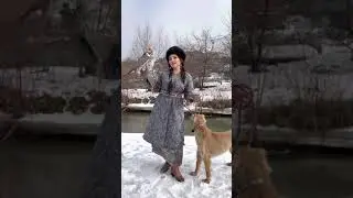 Тәй-тәй жануарлармен Жазира