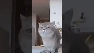 Смешные коты без озвучки 3 нарезка 