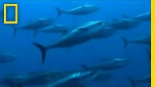 Catching Giant Tuna | Hooked