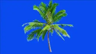 Tree green screen video, Green screen tree, tree green screen effect kinemaster, P-65
