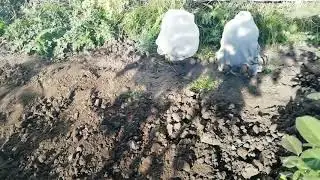 Тёплый выходной/и все-таки это шиповник/в мире интересного