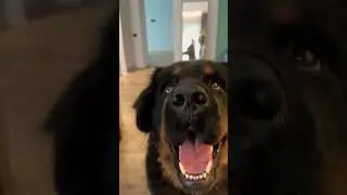 Самые честные глаза 👀