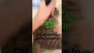 cat getting stabbed