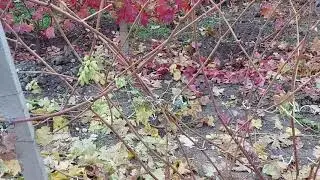 Результаты прививки чёрное в чёрное.