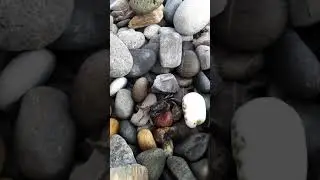 Краб на пляже Адлера