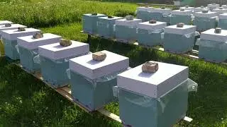 Как тянут вощину отводки на подсолнухе?  Работа на пасике