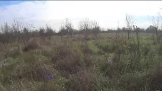 altana est