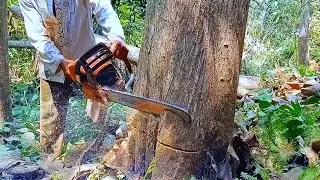 Cut down garden teak trees which are very troublesome