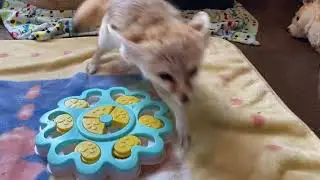 Fennec Fox with Dog puzzle OUTTAKE Blooper Reel Funny animals
