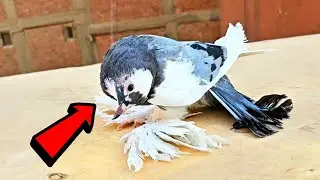 طلعت للحمام لقيت الكارثه دي 😯 شوف لقيت ايه😔