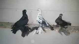 Голуби узбекской породы Сочи.