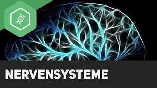 Nervensysteme - Überblick