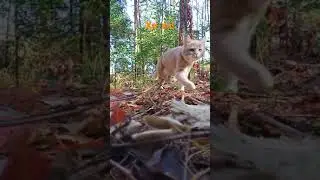 Котики в лесу! 😂Вы точно улыбнетесь!😃😛