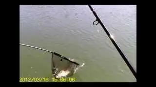 Shimano Antares BX MLM (Multi Light Medium) feeder in action