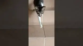 Kucing turun tangga 🤗 #kucing #cat #catlover #animals #anabul #funny #lucu