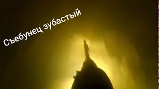 Охота на Днепре 20.11.18