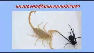 คลิปแมงป่องต่อสู้กับแมงมุมแม่ม้ายดำ
