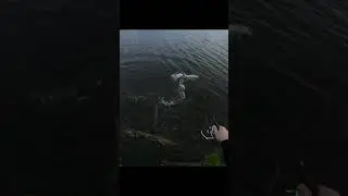 #fishing #shortvideo #нарыбалке #щука #shorts #short