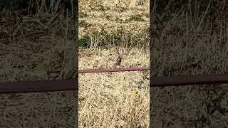 BIRD on CYPRUS ISLAND