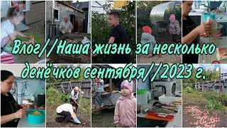 Капаем картошку/1 сентября/День бега-кросс Нации 23г.Мотивация на порядок/28.08-1,5,8,9,14.09.2023г.