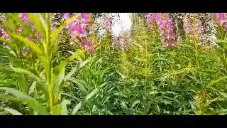 Иван-Чай. Важные моменты заготовки листа. Видео от Василия.
