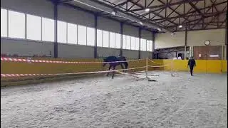 Тракененский жеребец Олагор 2020 г.р., 165 см в/х