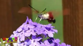 Humming Bird Moth