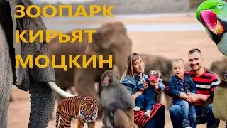 РЕПАТРИАЦИЯ В ИЗРАИЛЬ|| Зоопарк Кирьят Моцкин