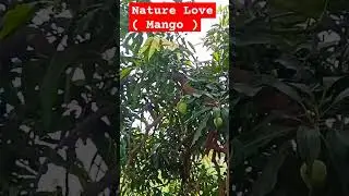 Nature Love ( Mango ) #nature love # yt # shorts # trending