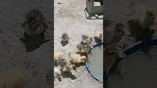 Beautiful ❤️ New Ducklings