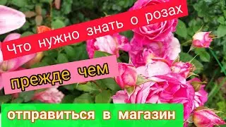 Розы. Что нужно знать о розах прежде чем отправиться в магазин.