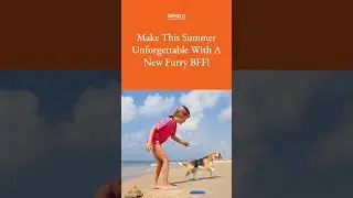Make This Summer Unforgettable With A New Furry Family Member!  🐾💕🌞