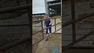 Погрузка КРС в скотовоз в один этаж