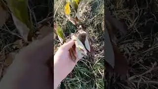 Яр, результати року.