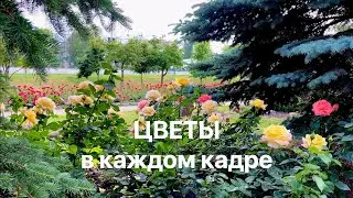 Цветы в каждом кадре
