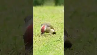 The green woodpecker on my garden 