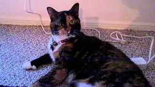 Farting cat part 2