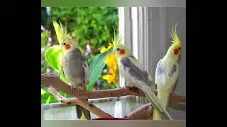 Mar kale iyo abwaan qorane wacays gabay xoog iyo tixihii nabada kala soco abwaan dhako YouTube